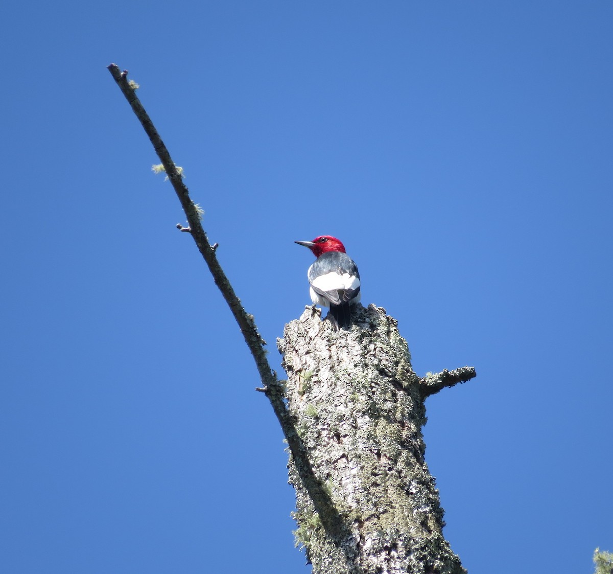 Red-headed Woodpecker - ML620100752