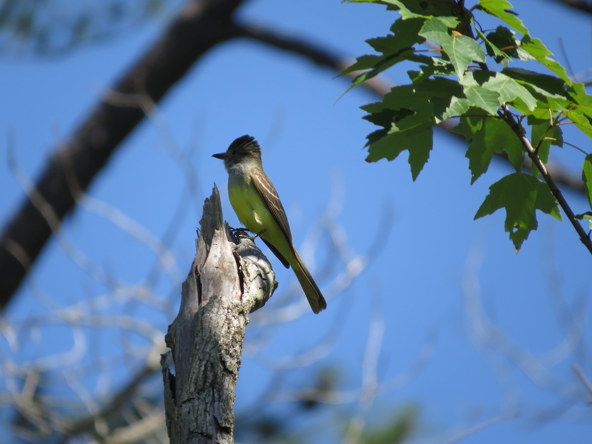 Great Crested Flycatcher - ML620100784