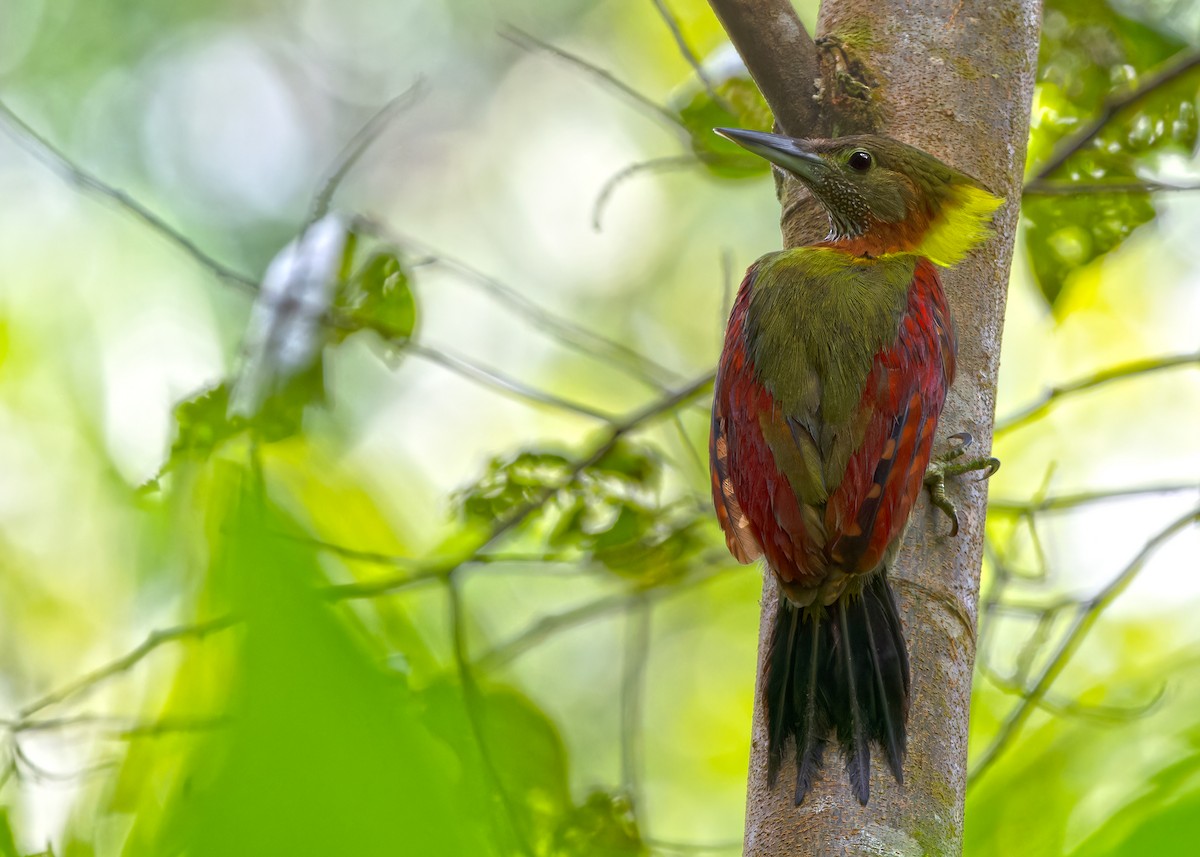 Checker-throated Woodpecker (Checker-throated) - ML620100795