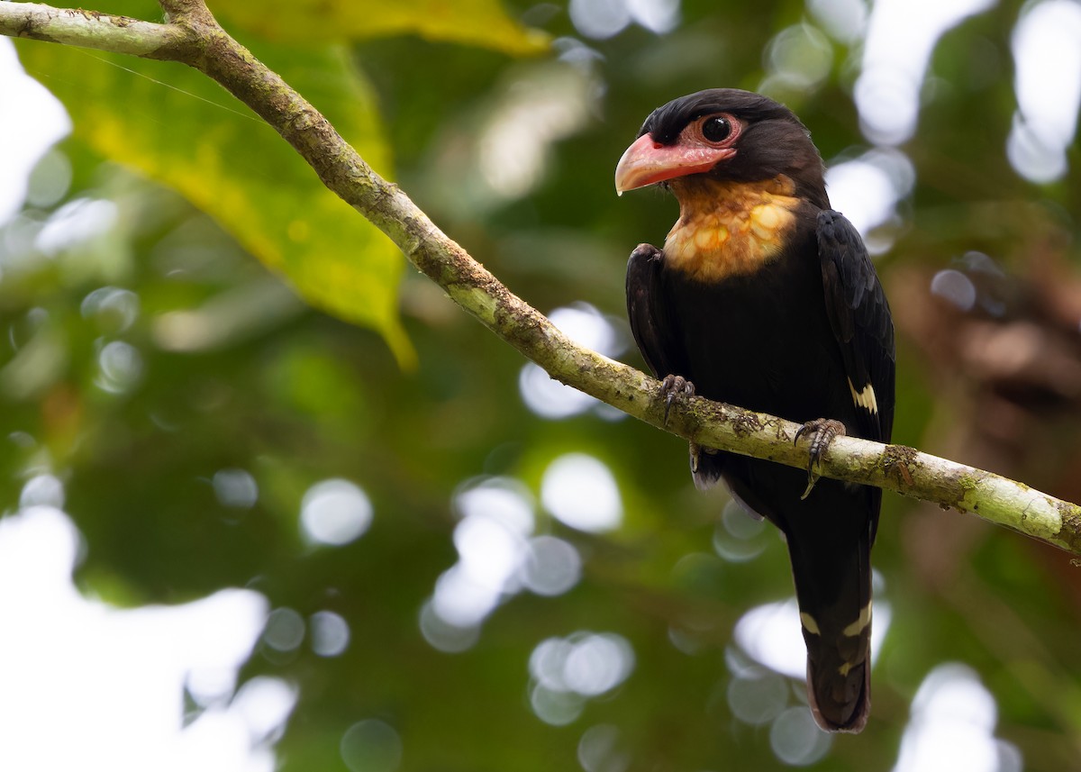 Dusky Broadbill - ML620100801