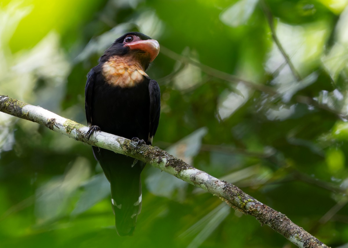 Dusky Broadbill - ML620100805