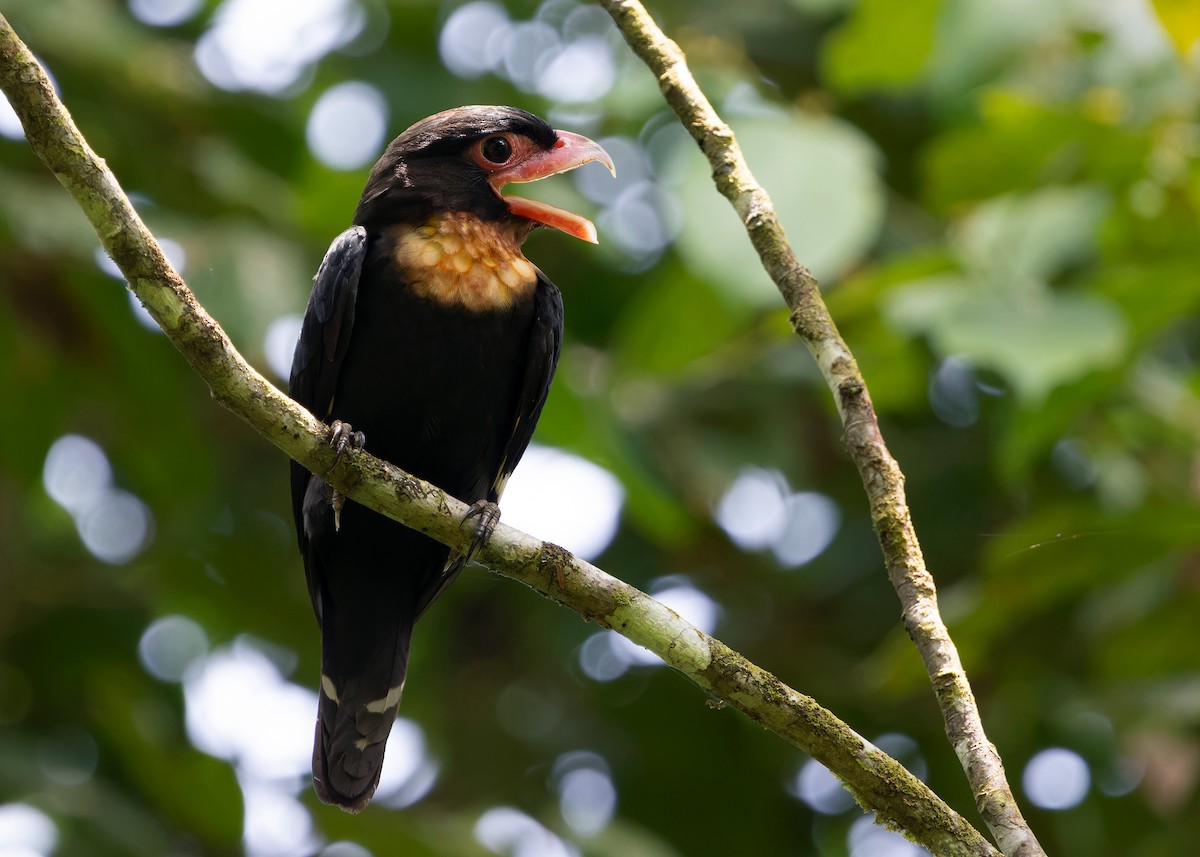 Dusky Broadbill - ML620100806