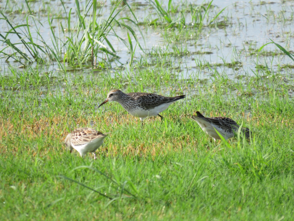 White-rumped Sandpiper - ML620100810