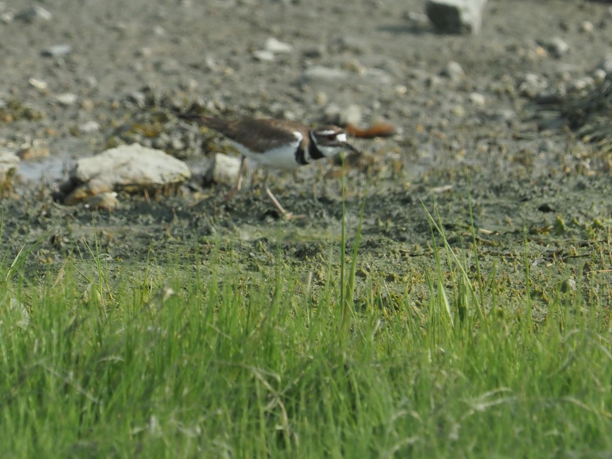 Killdeer - Bill Bunn