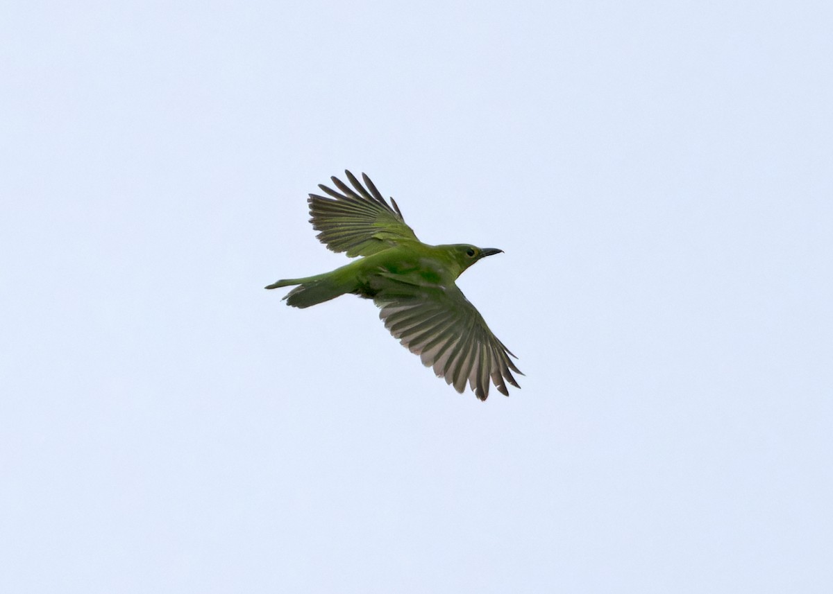 Greater Green Leafbird - ML620100828