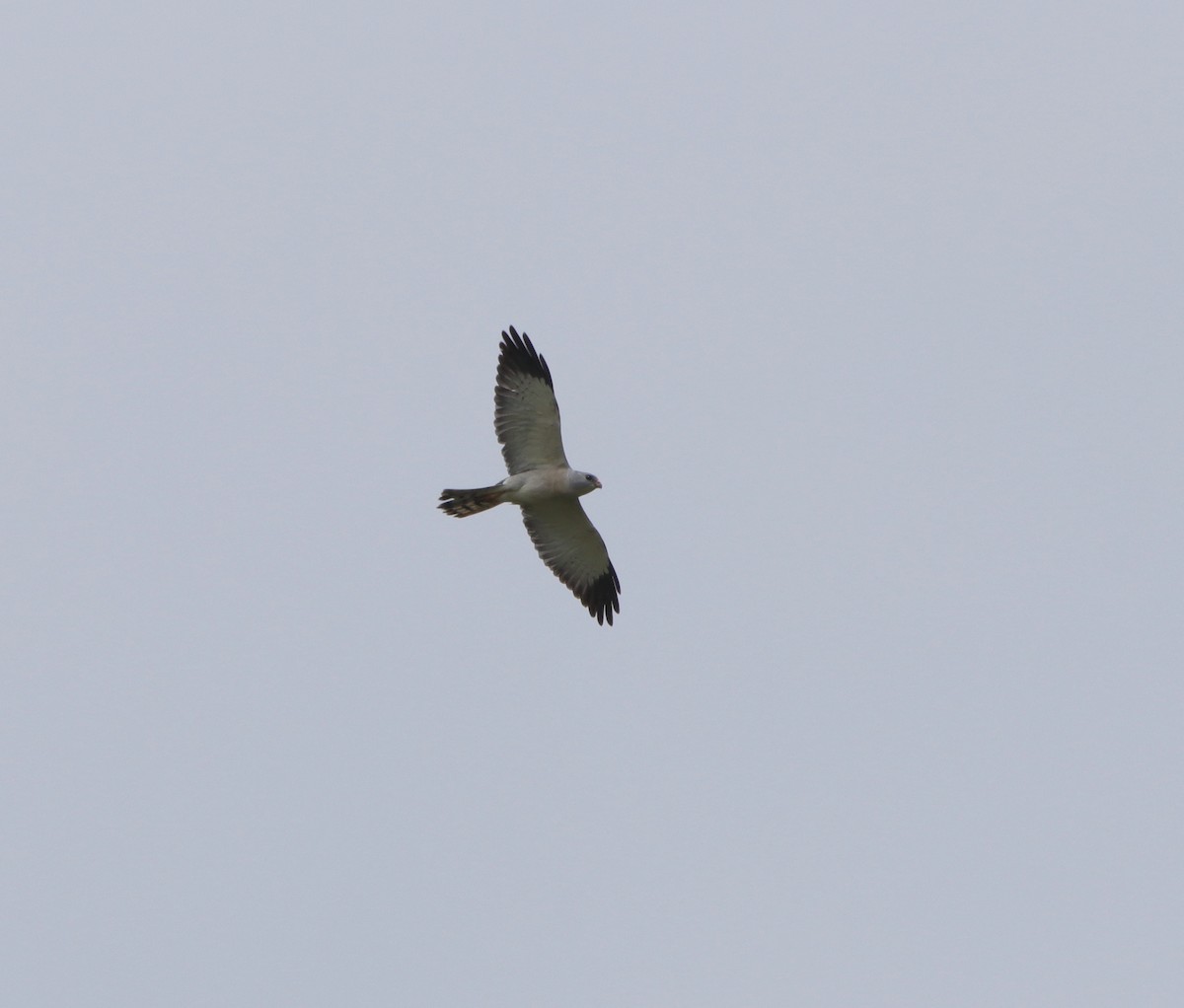 Chinese Sparrowhawk - ML620100830