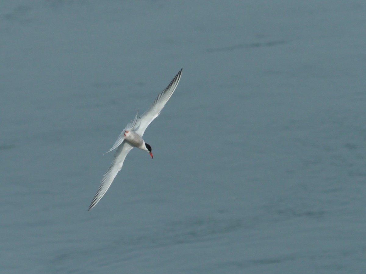 Common Tern - ML620100832