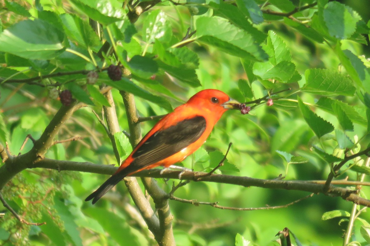 Scarlet Tanager - ML620100841