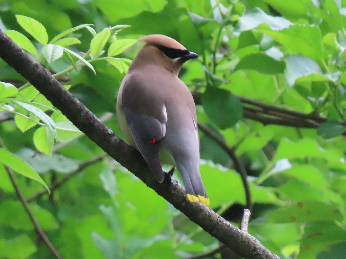 Cedar Waxwing - ML620100861