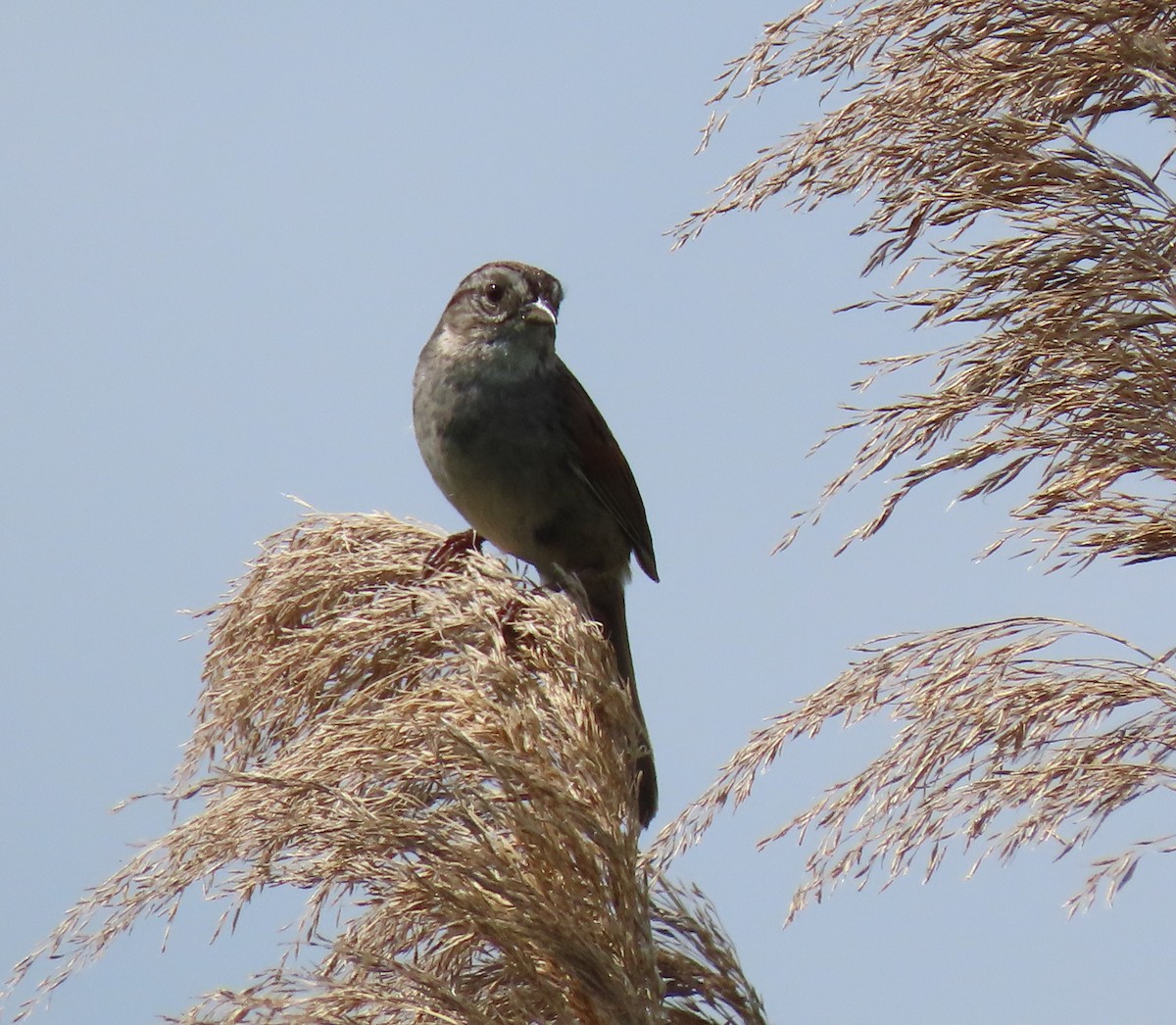 Swamp Sparrow - ML620100865