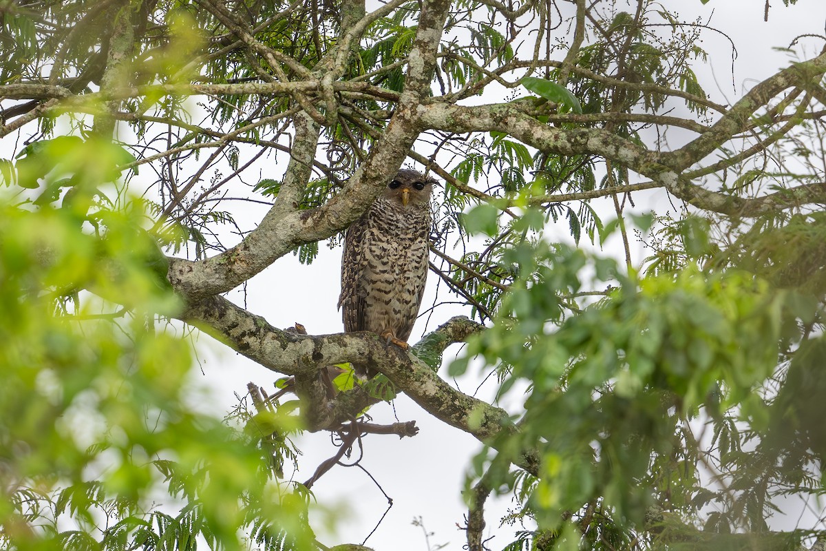 Spot-bellied Eagle-Owl - ML620100900
