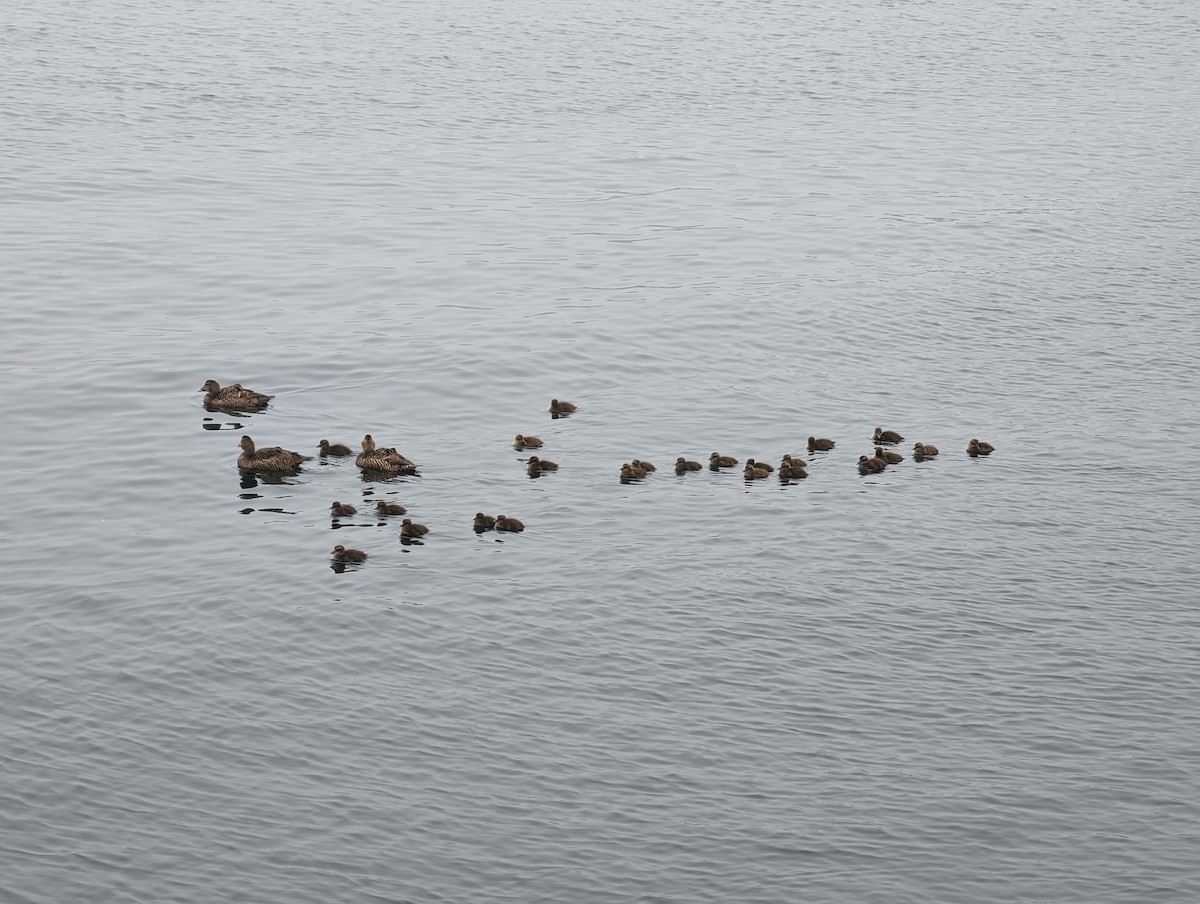 eBird Checklist - 6 Jun 2024 - Gully Point Cove - 20 species