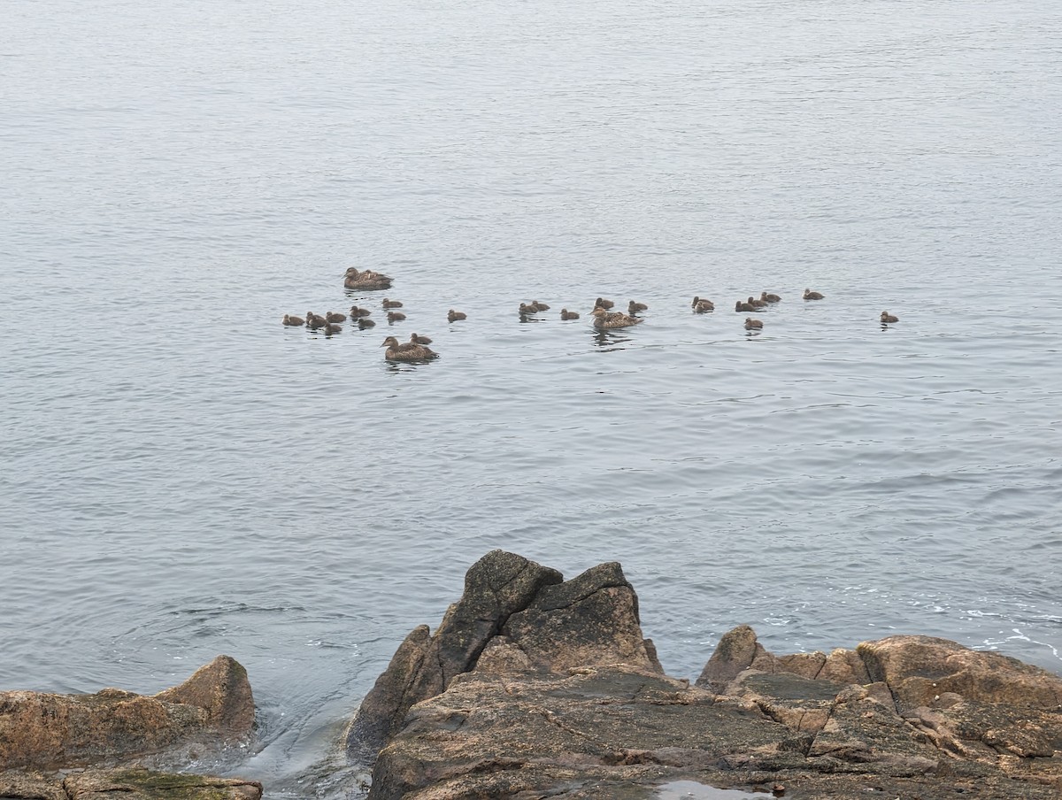 Common Eider - ML620100902