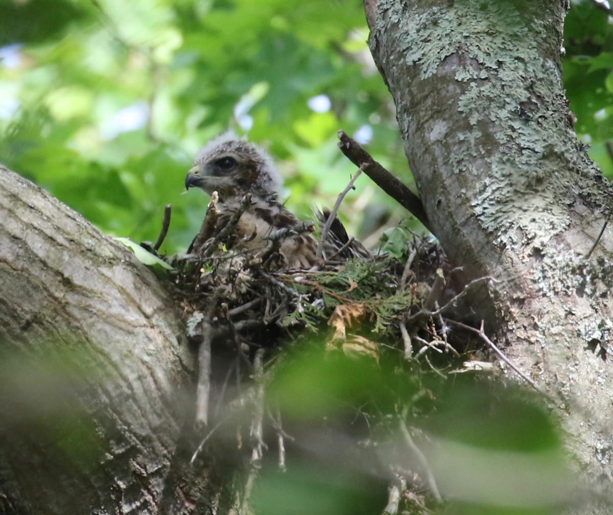 Red-shouldered Hawk - ML620100933