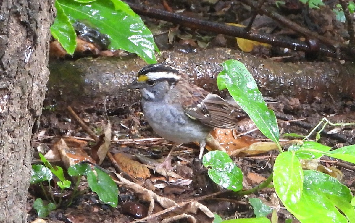 White-throated Sparrow - ML620100970