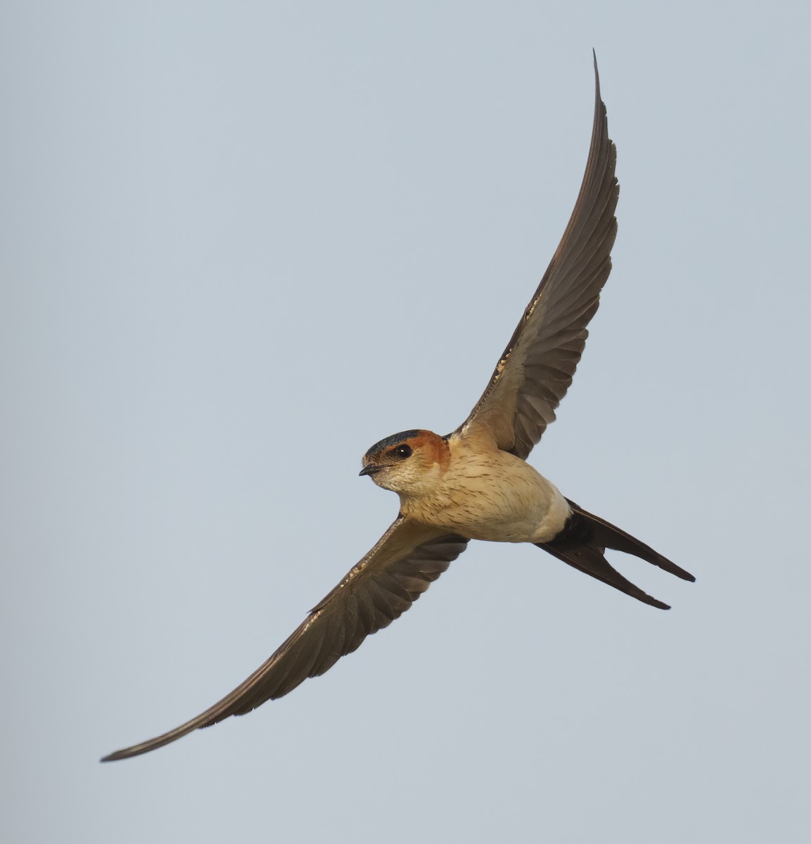 Red-rumped Swallow - ML620100994