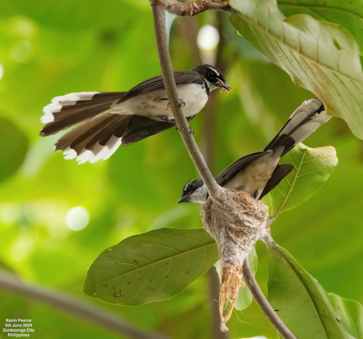 Philippine Pied-Fantail - ML620100999