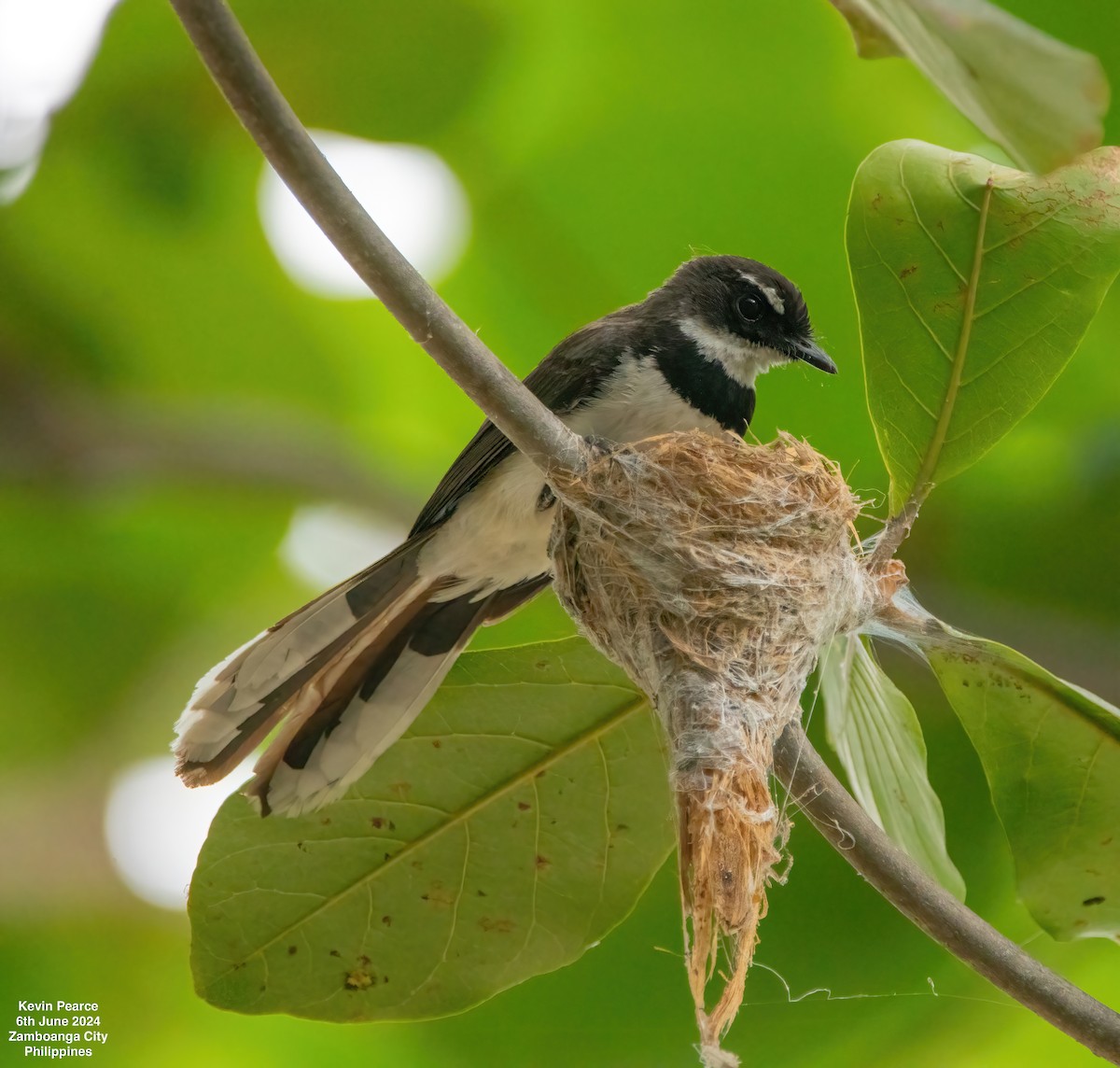 Philippine Pied-Fantail - ML620101000