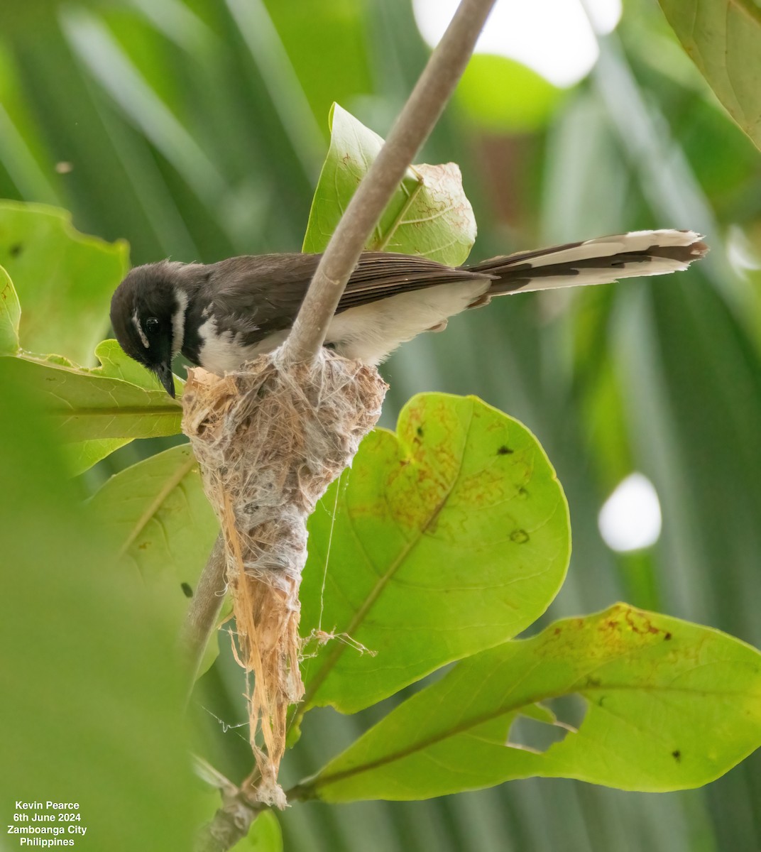 Philippine Pied-Fantail - ML620101001