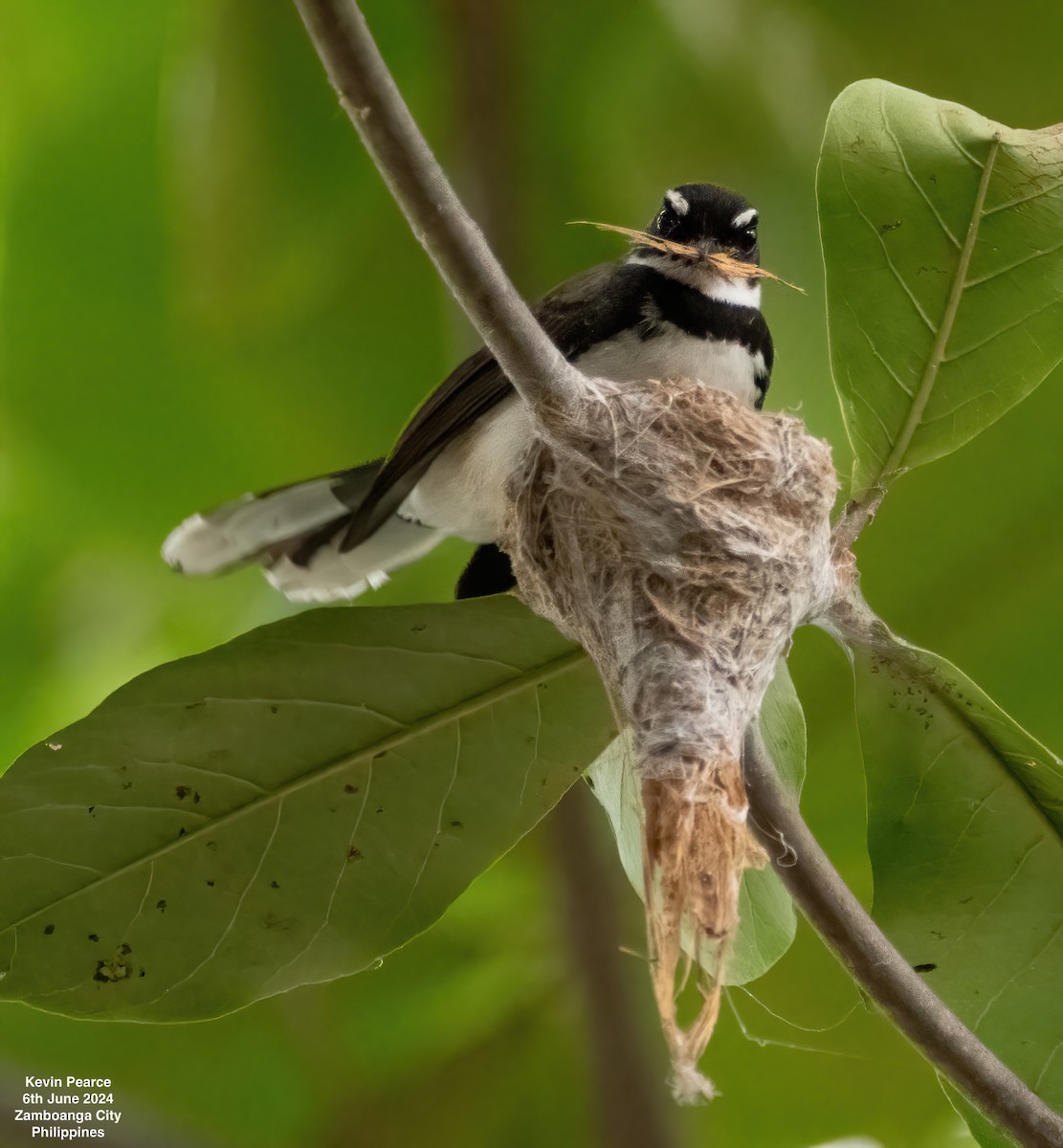 Philippine Pied-Fantail - ML620101005