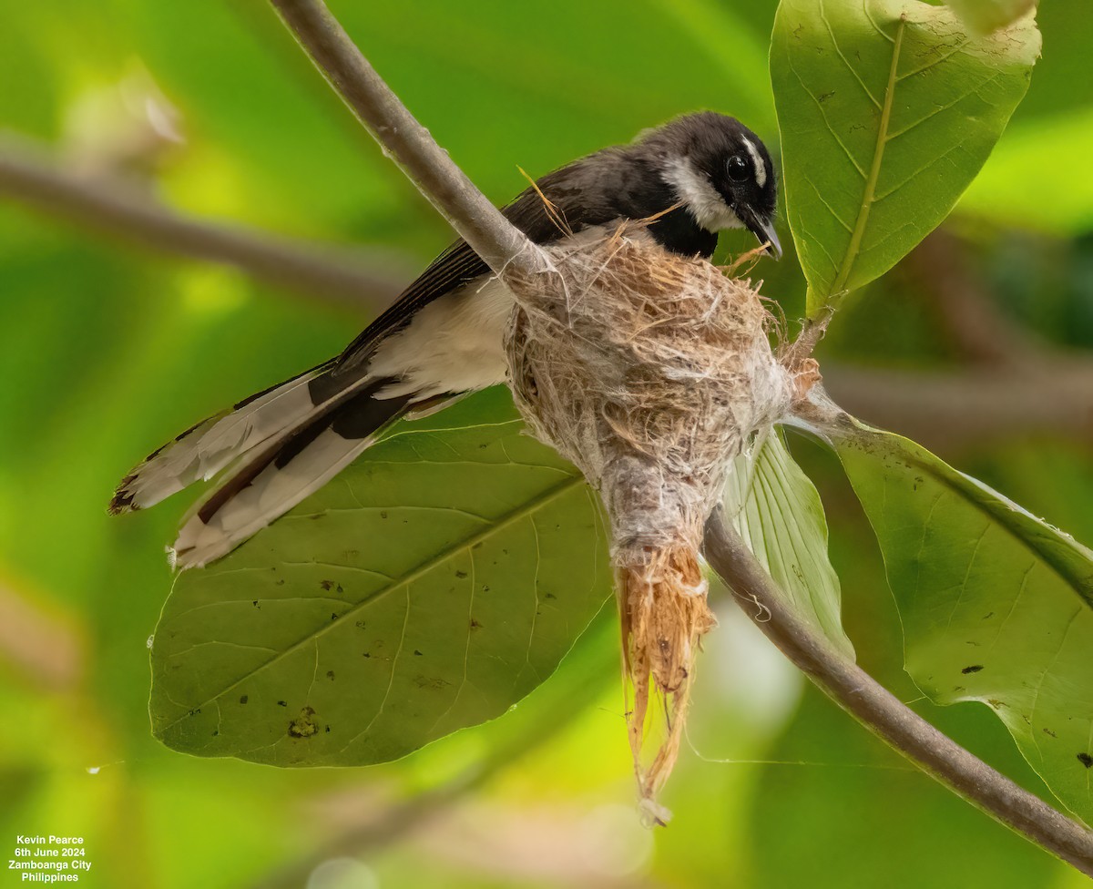 Philippine Pied-Fantail - ML620101006