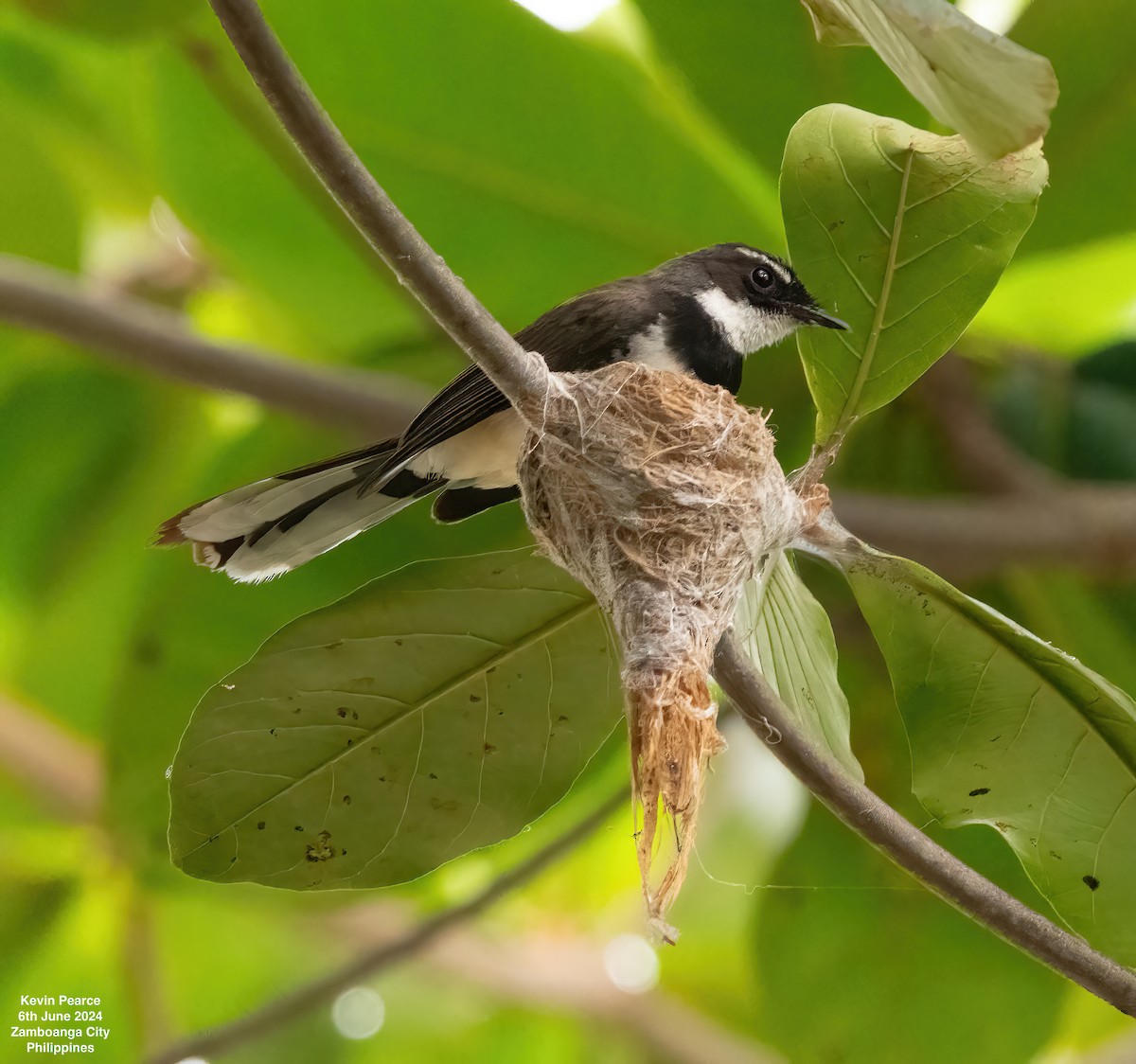 Philippine Pied-Fantail - ML620101007