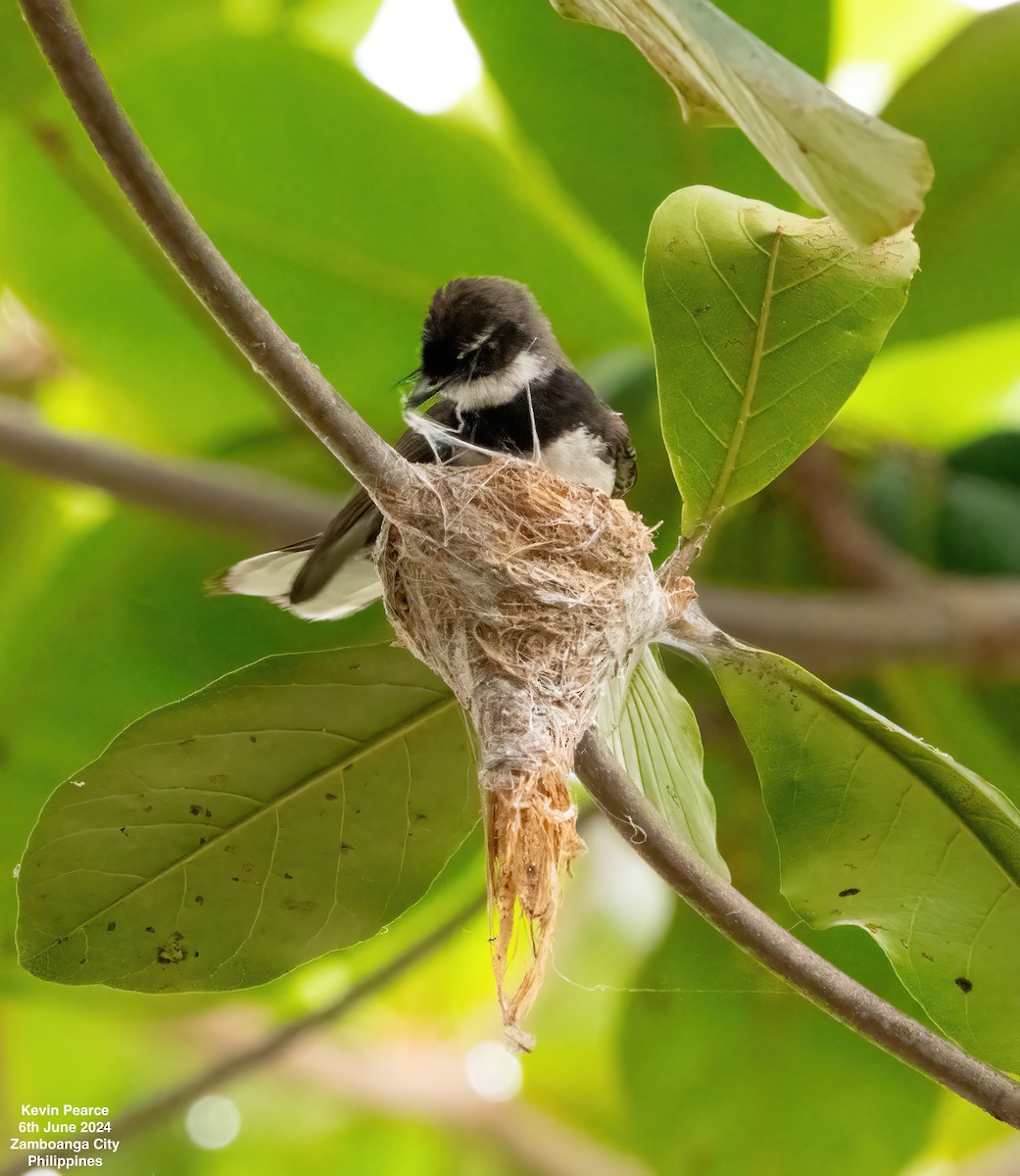 Philippine Pied-Fantail - ML620101009