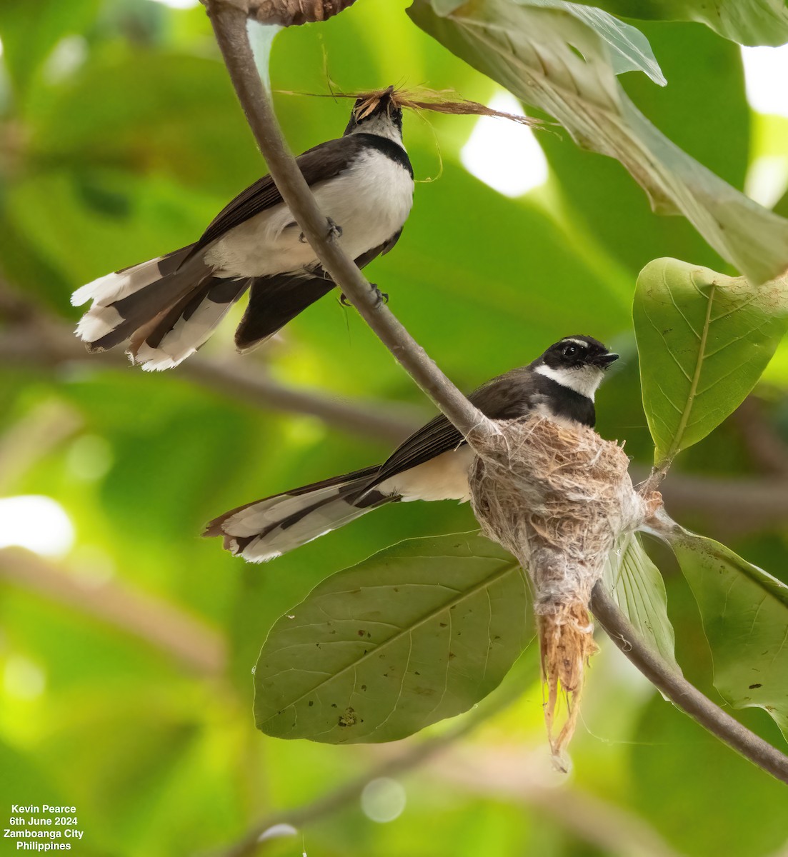 Philippine Pied-Fantail - ML620101016