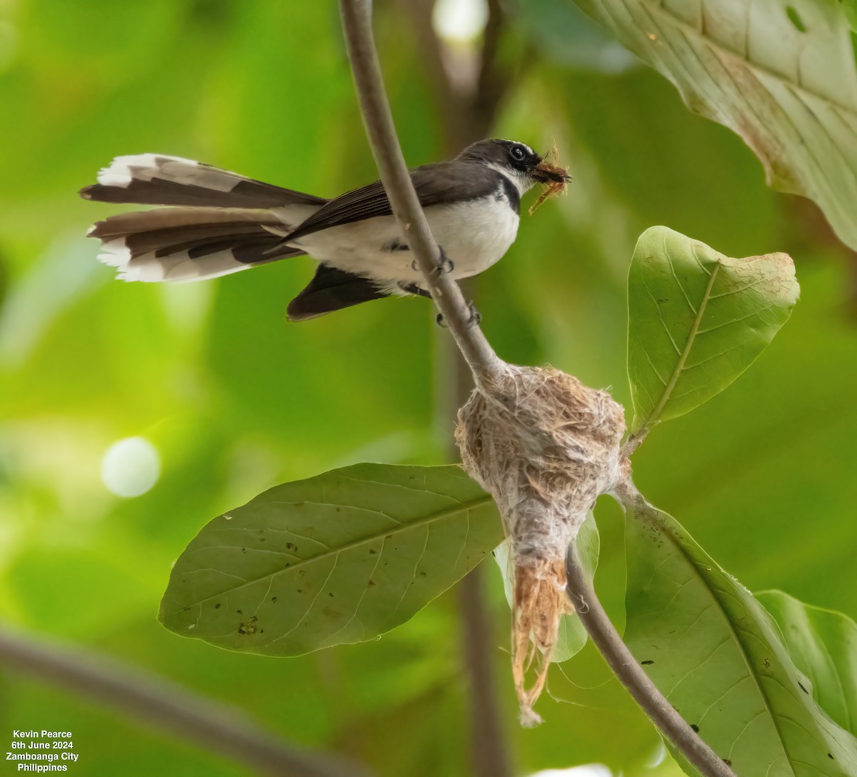 Philippine Pied-Fantail - ML620101017