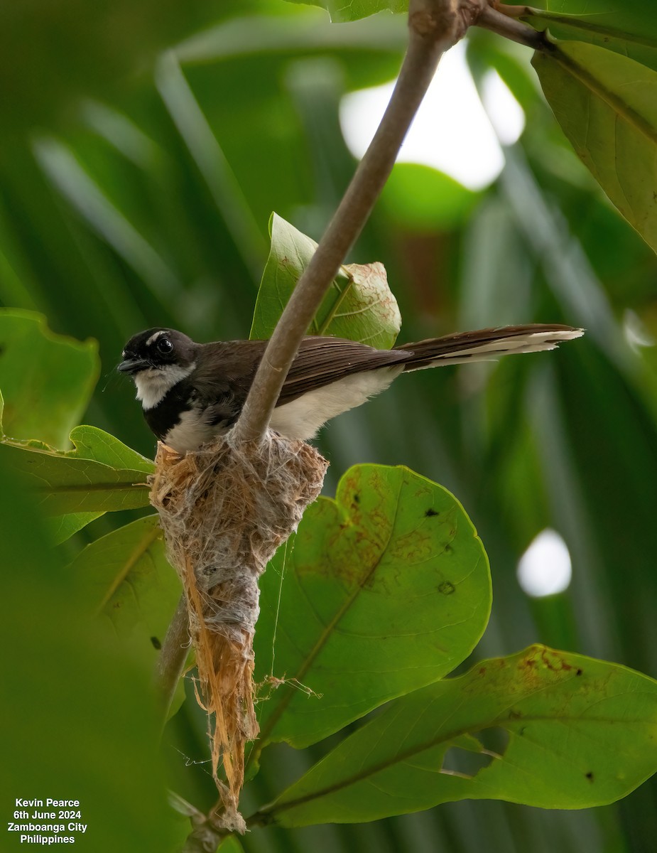 Philippine Pied-Fantail - ML620101018