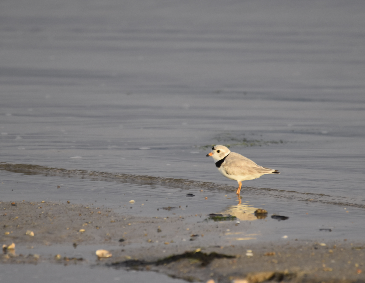 Piping Plover - ML620101030