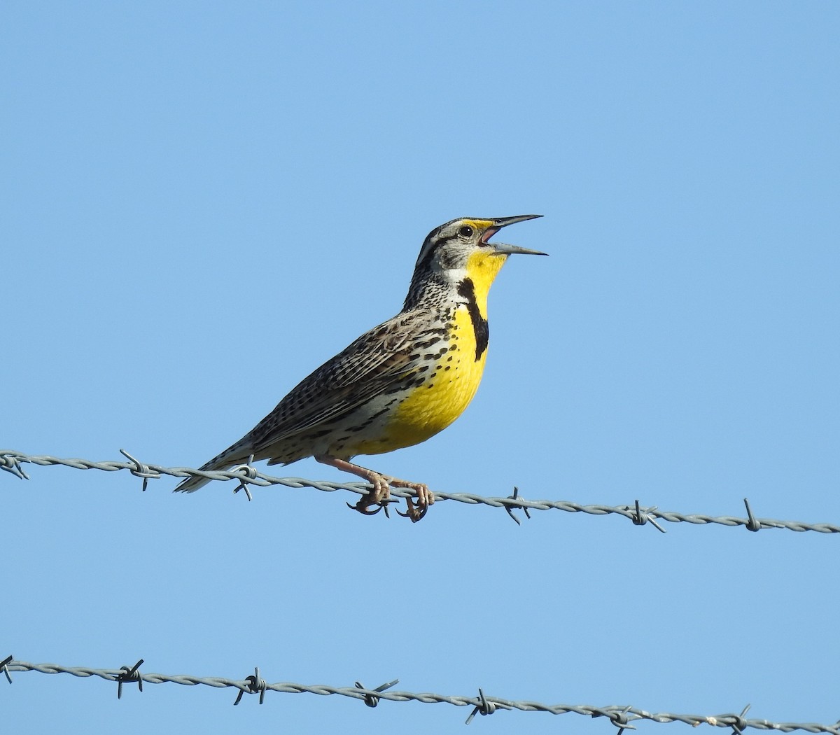 Western Meadowlark - ML620101034