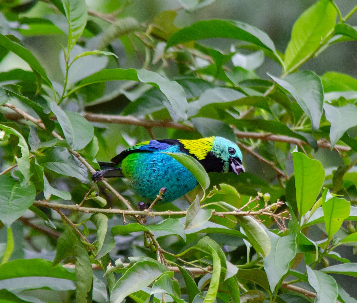 Green-headed Tanager - ML620101042