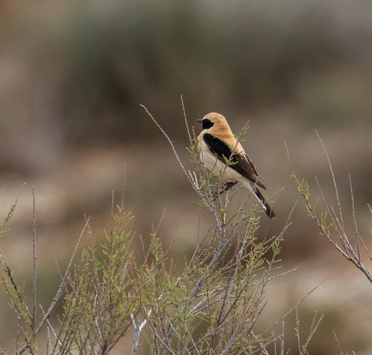 Western Black-eared Wheatear - ML620101049