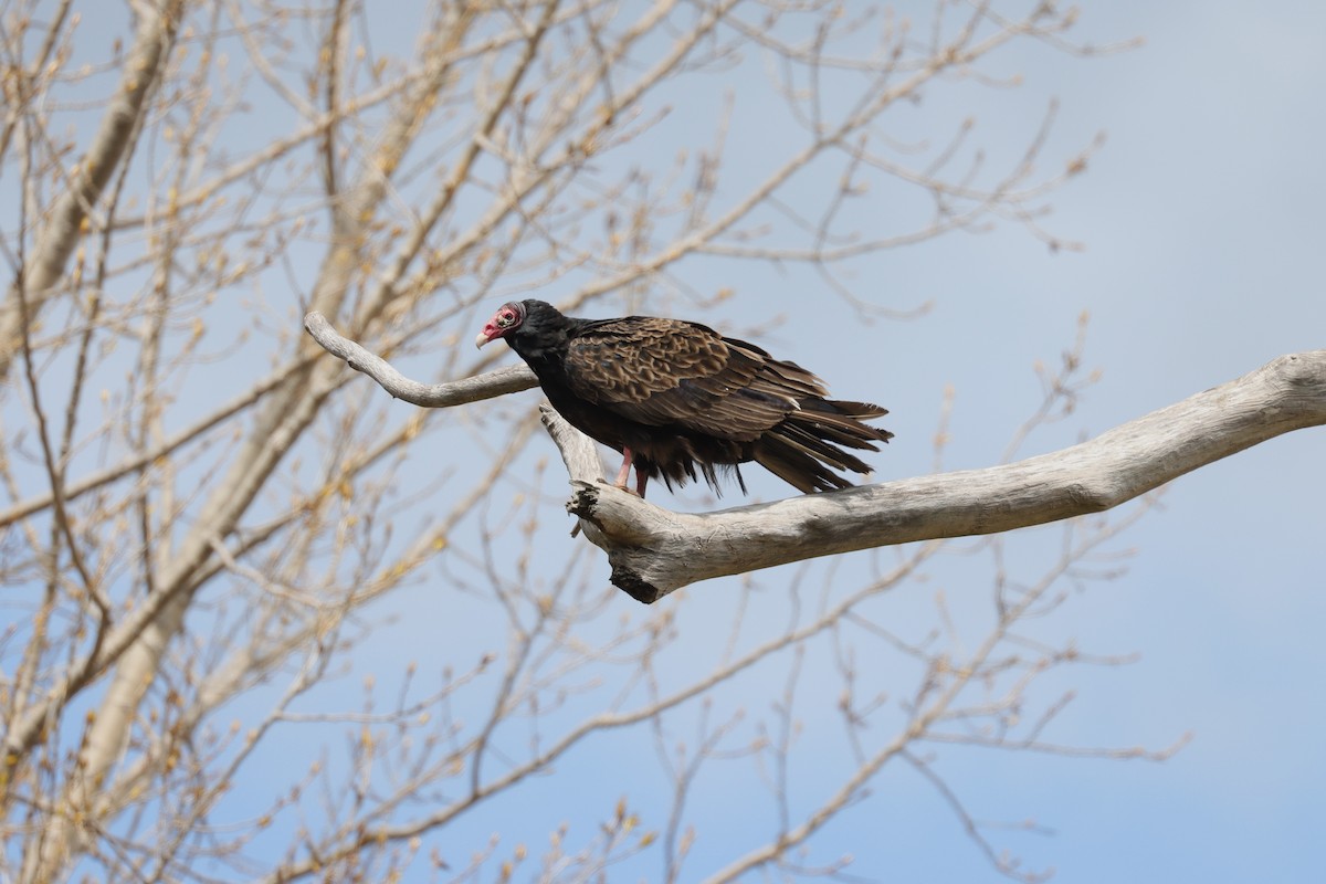 Turkey Vulture - ML620101053
