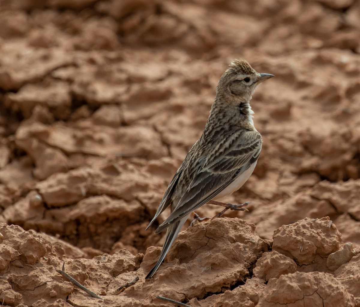 Greater Short-toed Lark - ML620101062