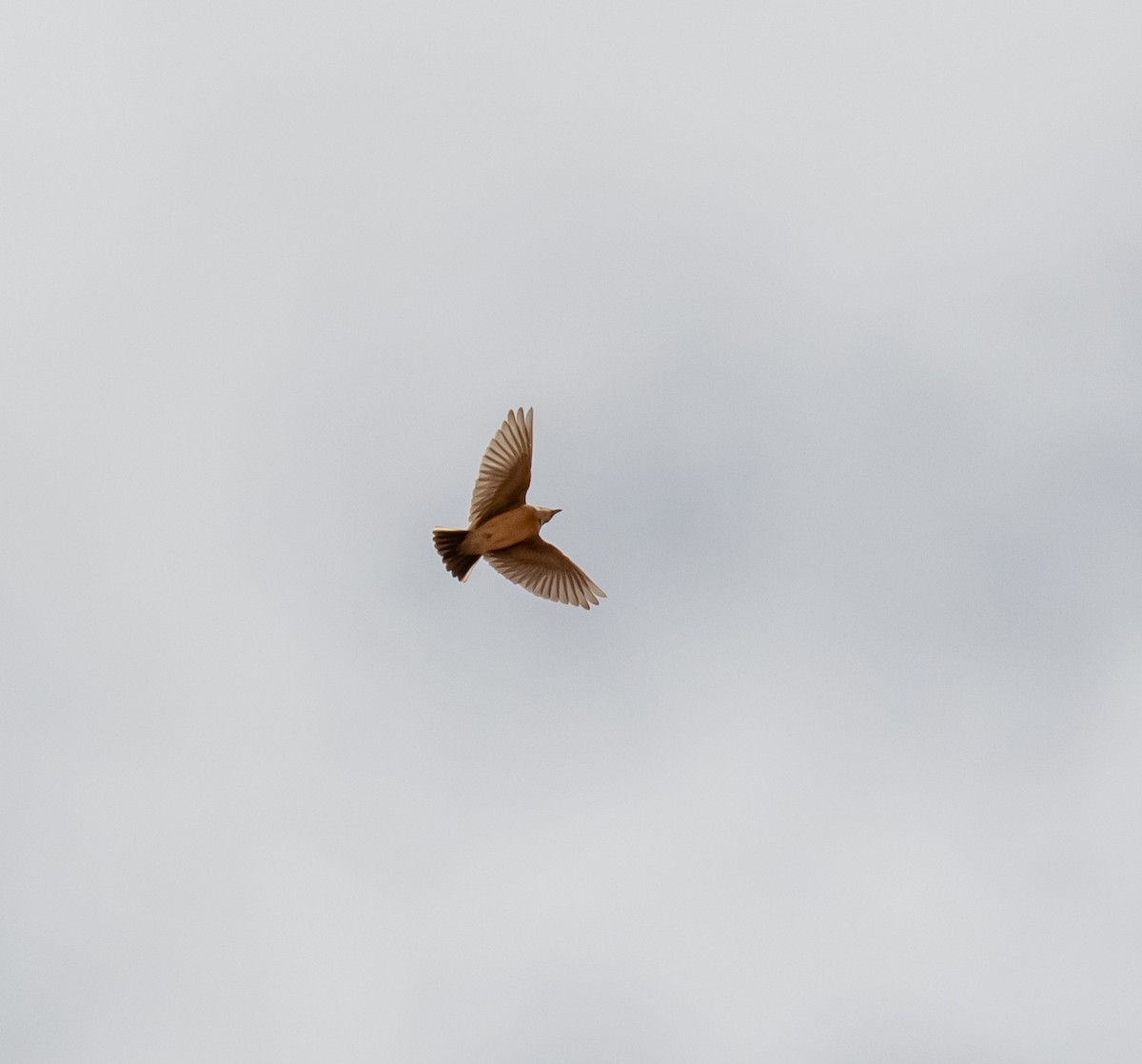 Greater Short-toed Lark - ML620101063