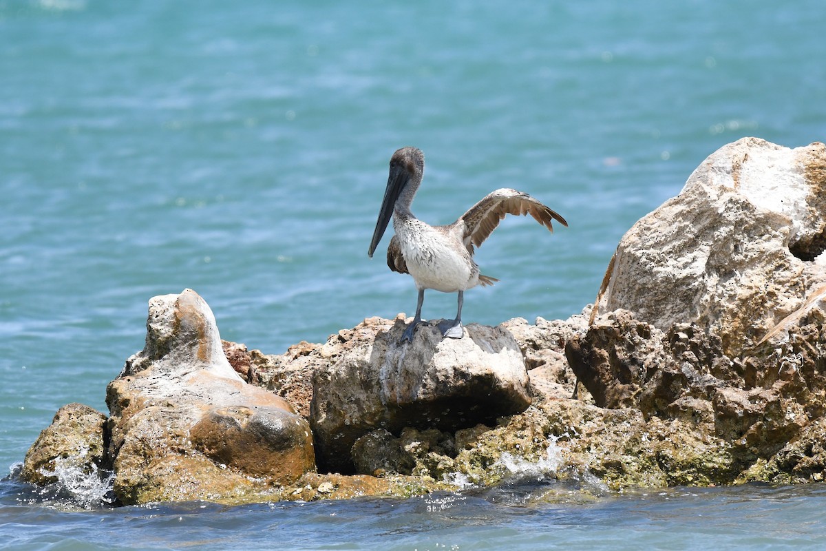 pelikán hnědý - ML620101078
