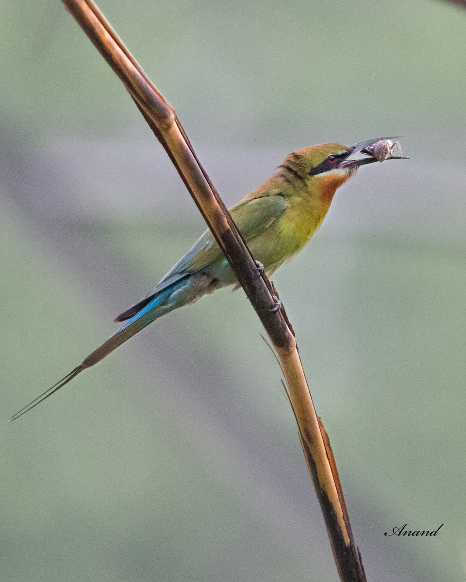Blue-tailed Bee-eater - ML620101079