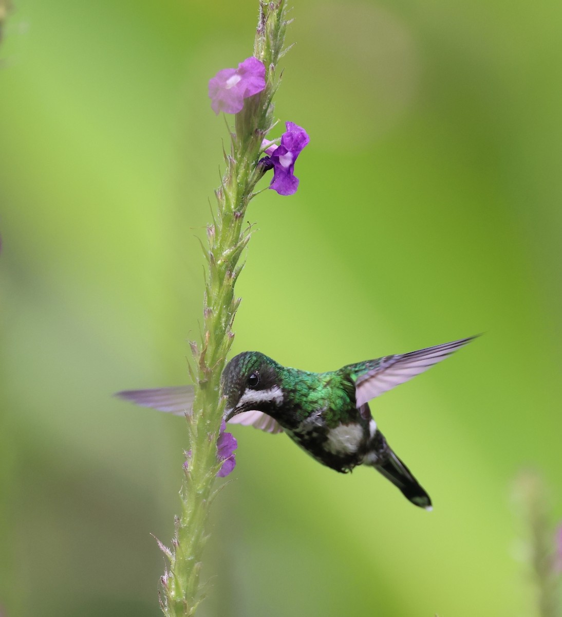 kolibřík trnoocasý - ML620101081