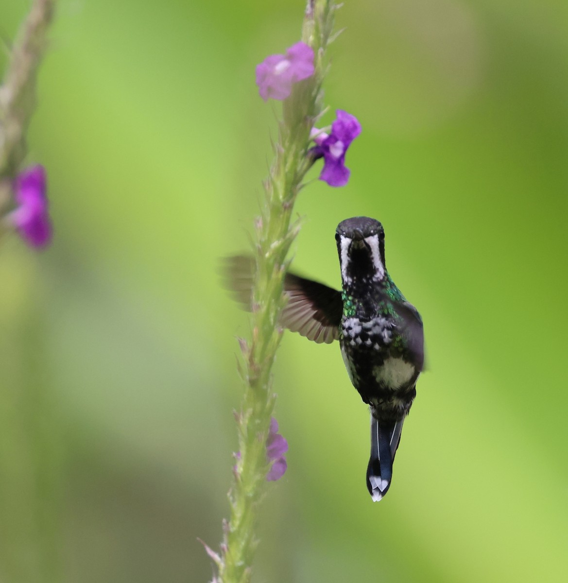 kolibřík trnoocasý - ML620101082
