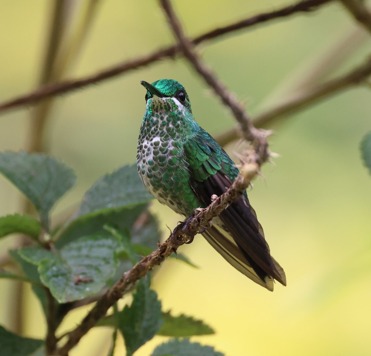 Green-crowned Brilliant - ML620101084