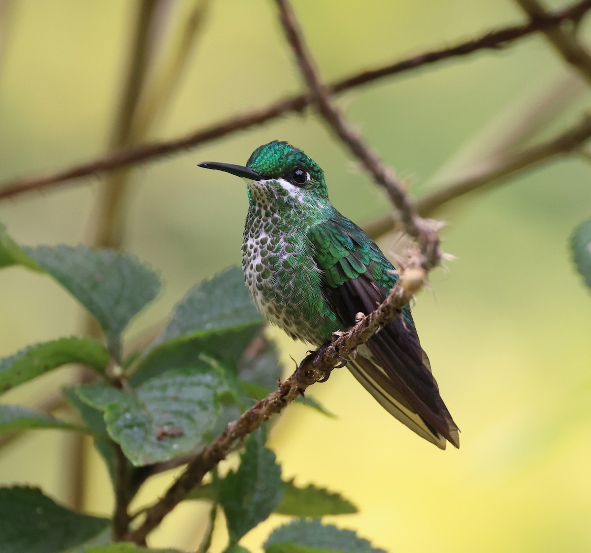 Green-crowned Brilliant - ML620101085