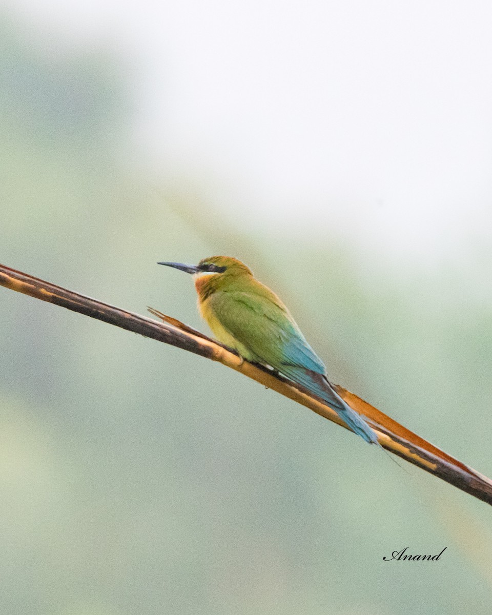 Blue-tailed Bee-eater - ML620101086