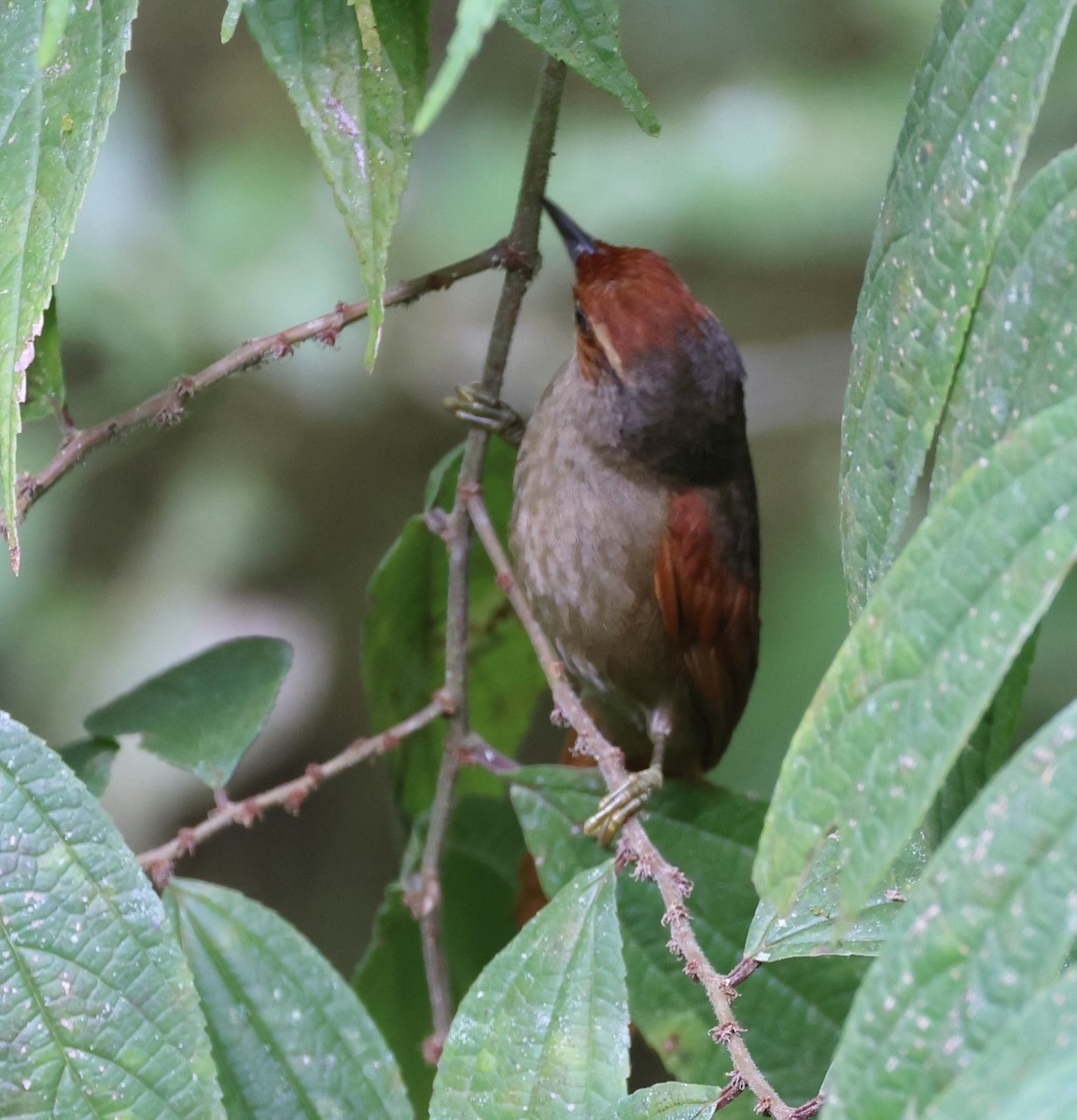 Red-faced Spinetail - David Ascanio