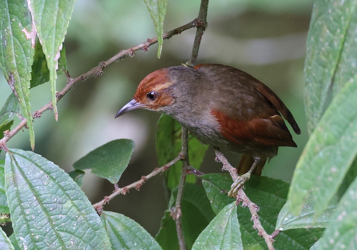 Red-faced Spinetail - ML620101102