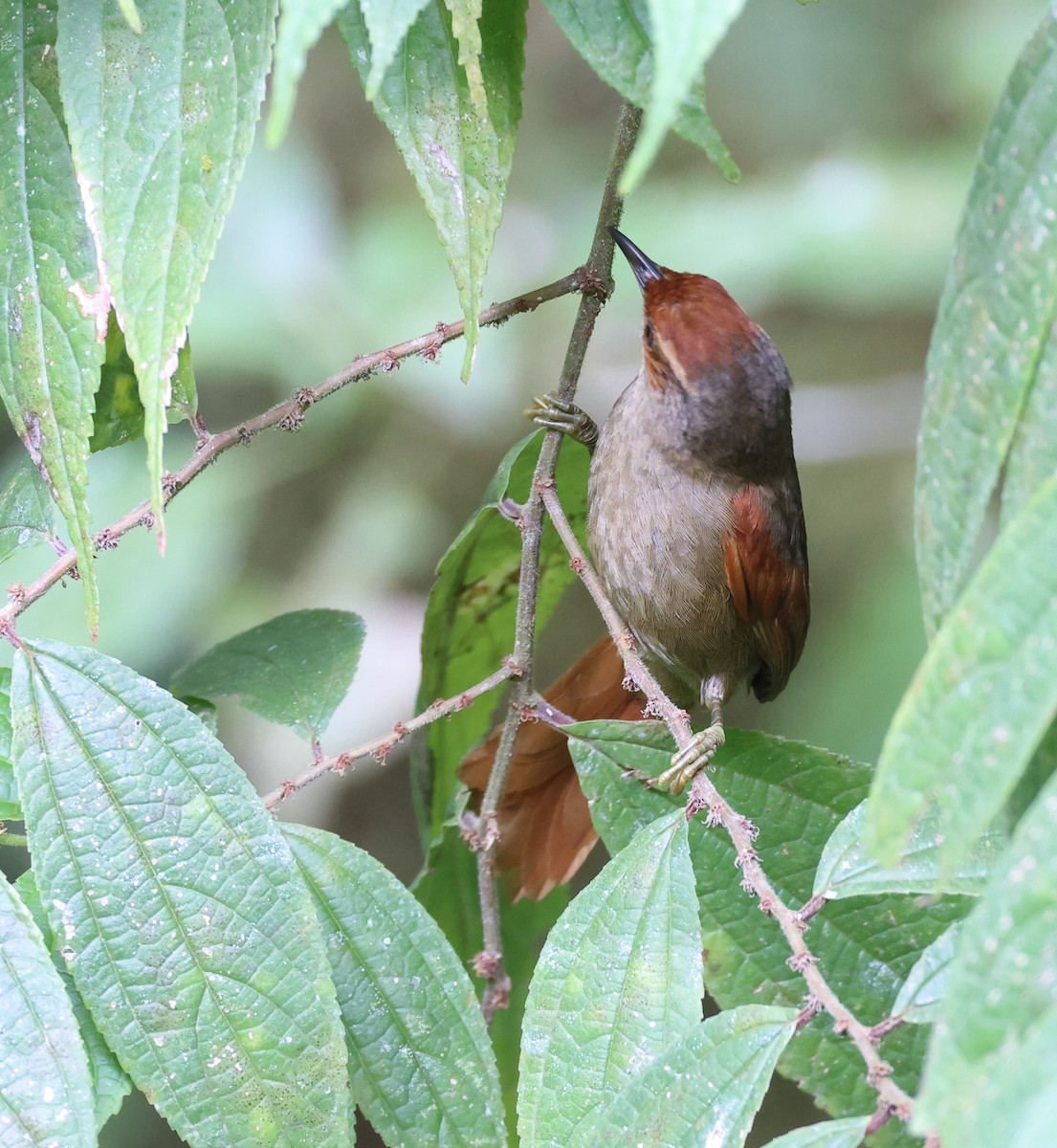 Red-faced Spinetail - ML620101103