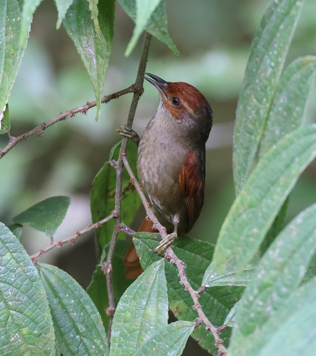 Red-faced Spinetail - ML620101104