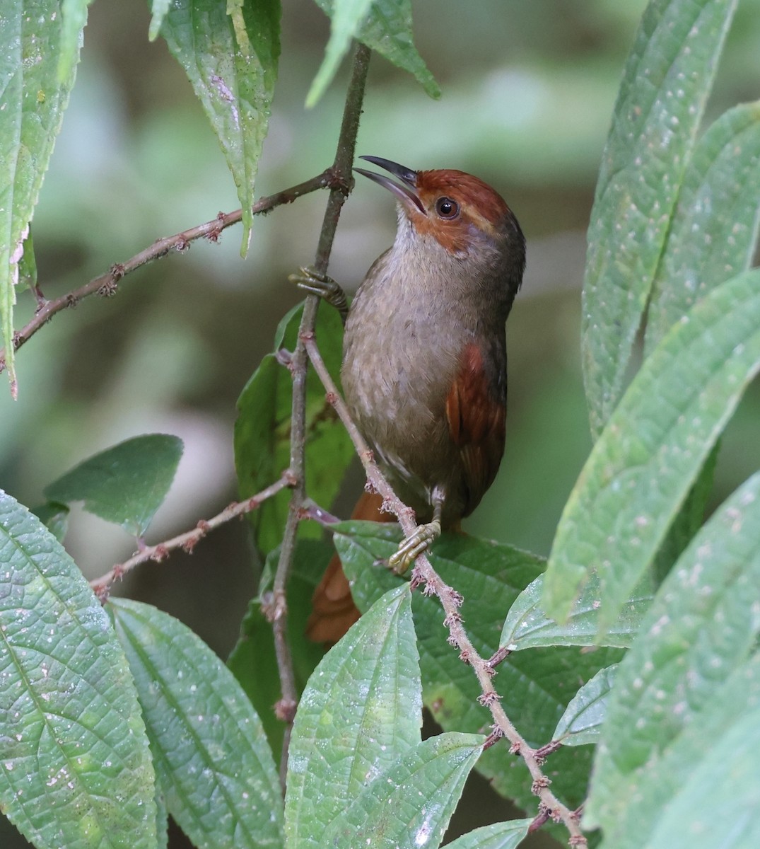 Red-faced Spinetail - ML620101105