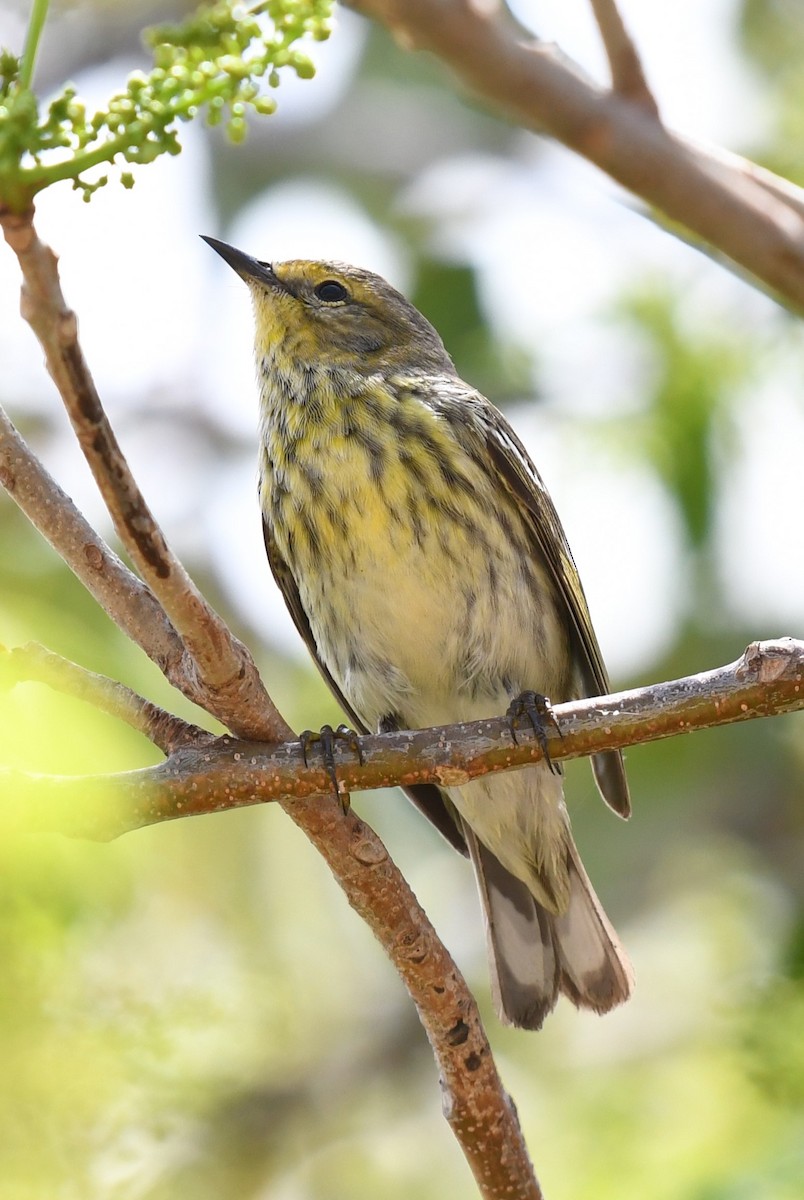 Cape May Warbler - ML620101116